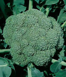 Green Goliath Hybrid Broccoli